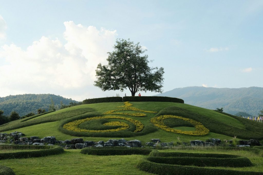 Tree on a landscaped hill with circular patterns